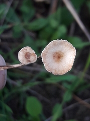 Crinipellis scabella