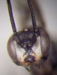 Auplopus rectus