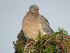 Columba palumbus