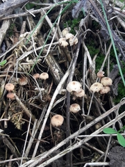 Crinipellis scabella