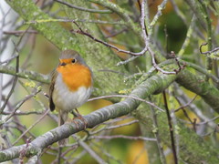 Erithacus rubecula