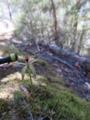 Caladenia atradenia