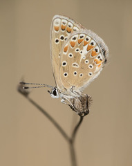 Polyommatus thersites