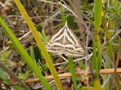 Dichromodes confluaria