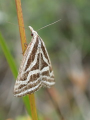 Dichromodes confluaria