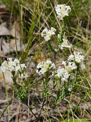 Pimelea phylicoides