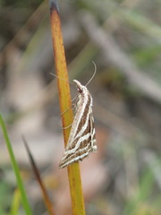 Dichromodes confluaria