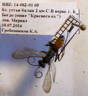 Auplopus albifrons