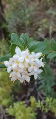 Pimelea gnidia