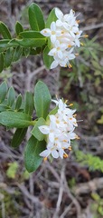 Pimelea gnidia