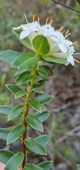 Pimelea gnidia