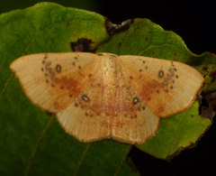Cyclophora lennigiaria