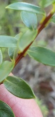 Pimelea gnidia