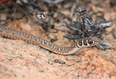Psammophis leightoni