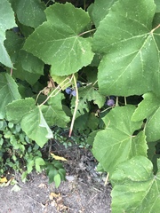 Vitaceae