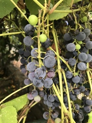 Vitaceae