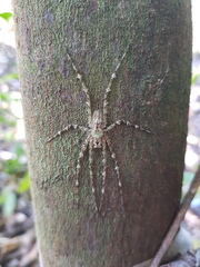 Pandercetes gracilis