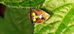 Pentatomoidea