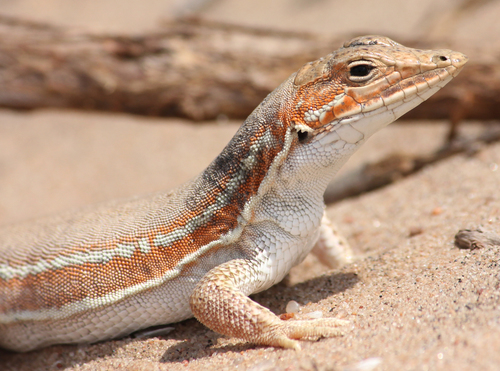 Giant Desert Lizard, Meroles ctenodactylus