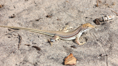Meroles ctenodactylus