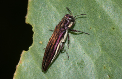 Agrilus hypoleucus