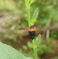 Phymatostetha deschampsi