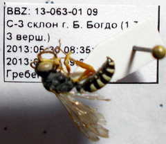 Cerceris angustirostris