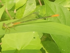 Ceriagrion cerinorubellum