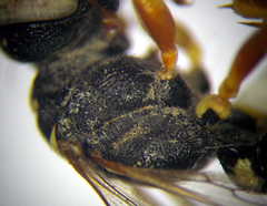 Cerceris angustirostris