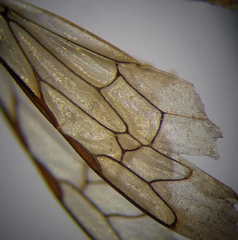 Cerceris angustirostris