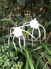 Hymenocallis
