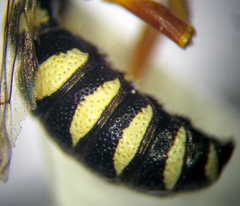 Cerceris angustirostris