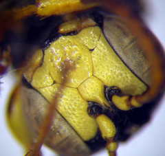 Cerceris angustirostris