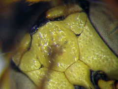 Cerceris angustirostris