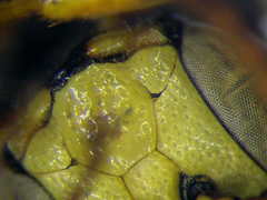 Cerceris angustirostris