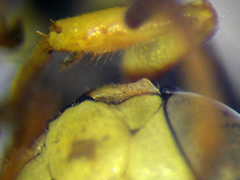 Cerceris angustirostris