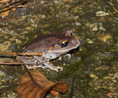 Leptobrachium smithi
