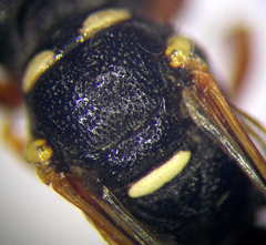 Cerceris angustirostris
