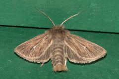 Mythimna yuconensis