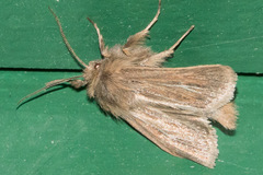 Mythimna yuconensis