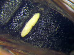 Cerceris angustirostris