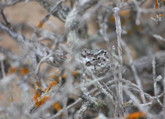 Bradypodion occidentale