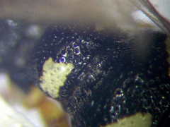 Cerceris angustirostris