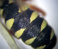 Cerceris angustirostris
