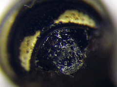 Cerceris angustirostris