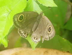 Ypthima huebneri
