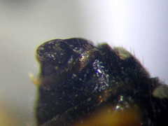 Cerceris angustirostris