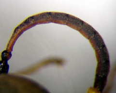 Cerceris angustirostris
