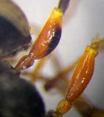 Cerceris angustirostris