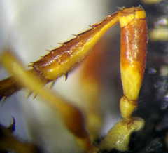Cerceris angustirostris